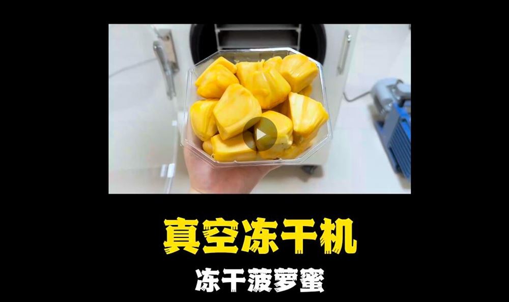 真空凍干機凍干菠蘿蜜